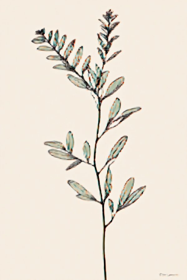 Print Eucalyptusbranch