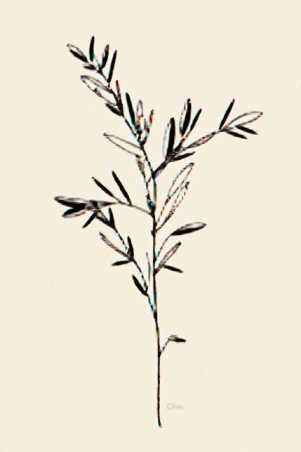 Print Olivebranch