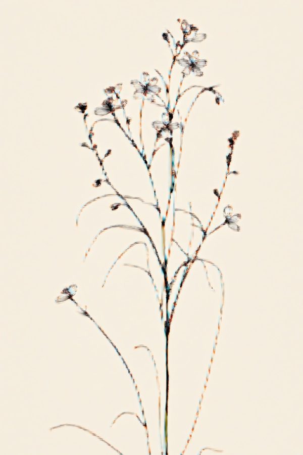 Print Wildflowers