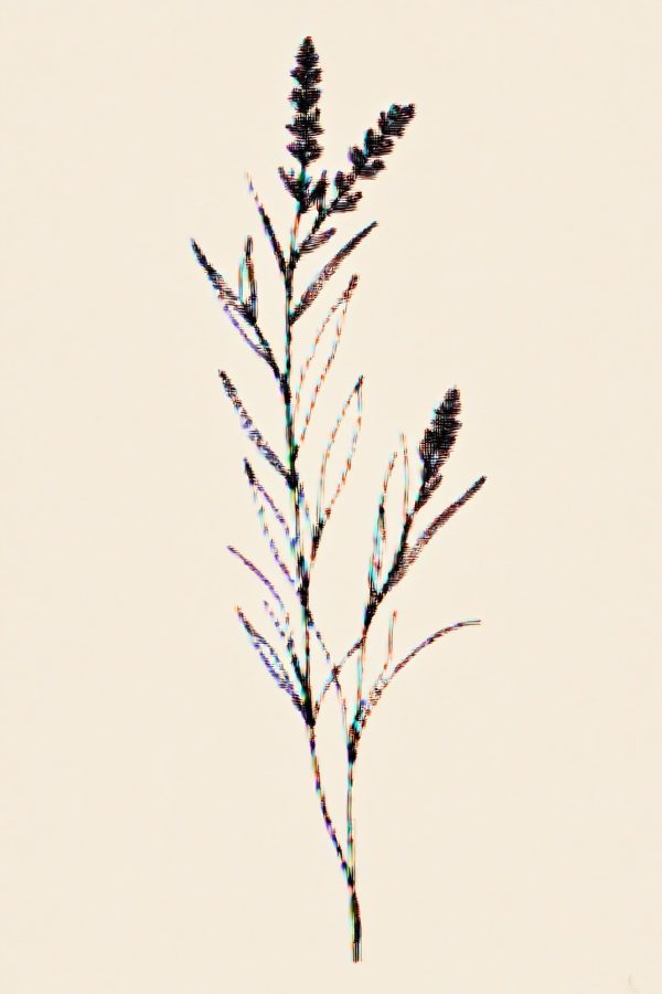 Print Lavendersprig